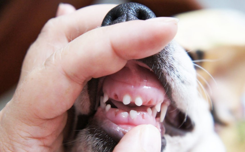 Когда у щенков меняются зубы: сроки, особенности строения челюсти, осложнения при смене зубов у собак