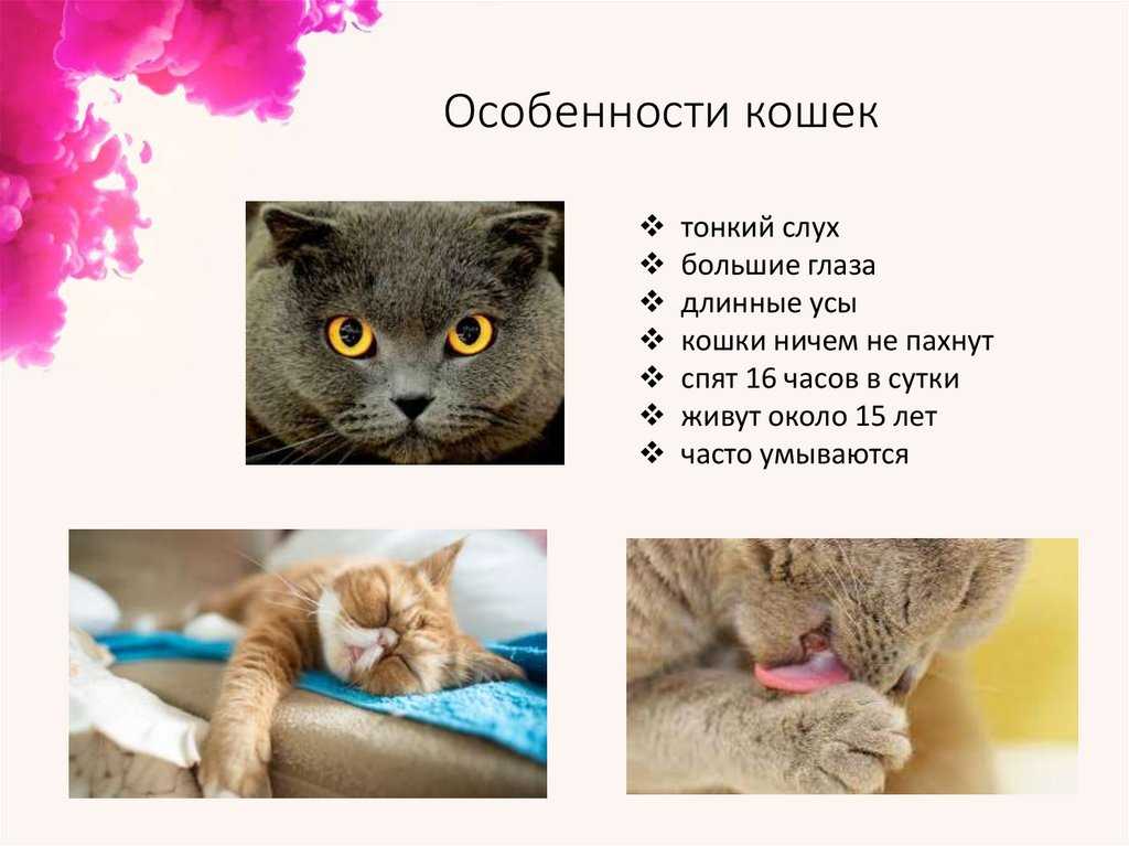 Почему домашние коты и кошки вдруг становятся агрессивными, нападают на хозяев и кусают их?