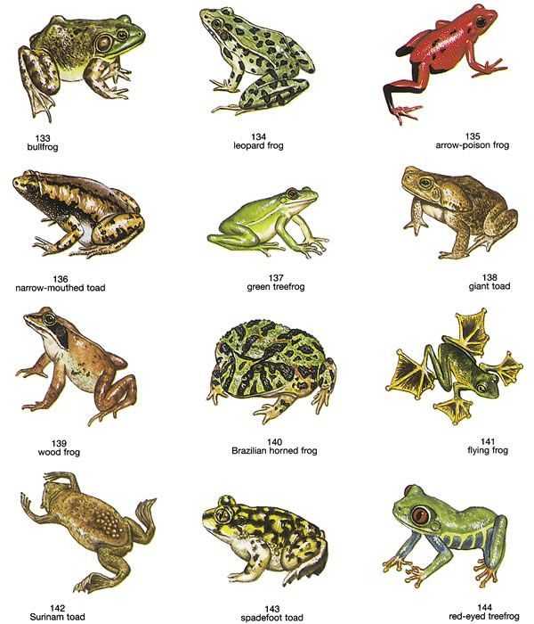 Самые красивые лягушки и жабы в мире ( + фото )