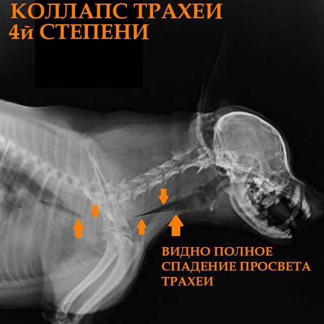 Коллапс трахеи относиться к опасным патологиям, угрожающим жизни животного При появлении характерных признаков коллапса, необходимо в экстренном порядке обращаться за помощью в ветеринарную клинику