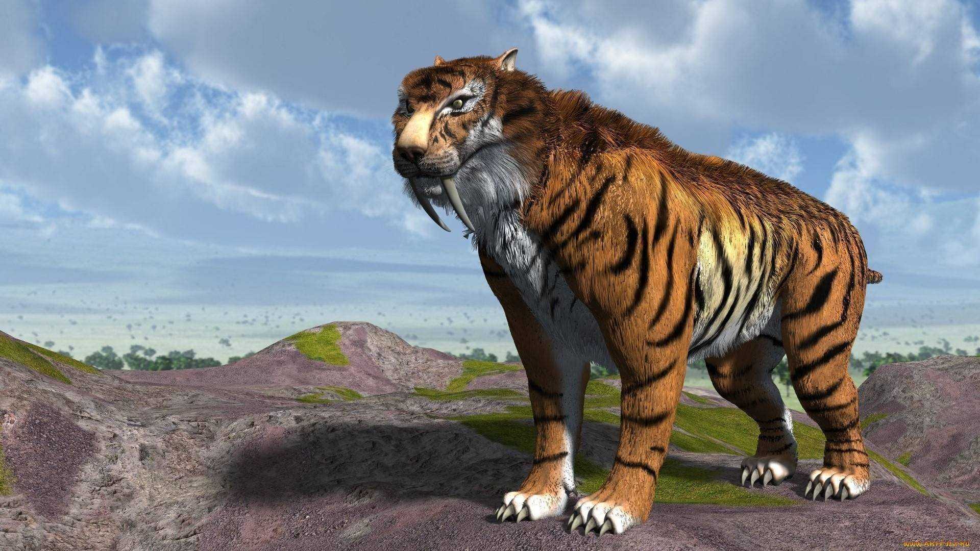 Саблезубый тигр. описание, особенности, среда обитания саблезубых тигров.  древний саблезубый тигр