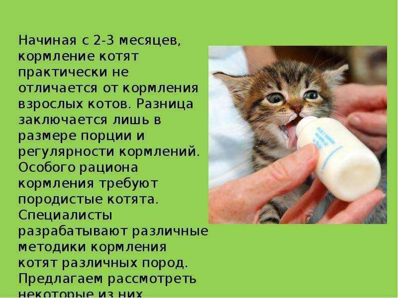 Сколько раз кормить котенка в 1, 2, 3, 4, 5 и 6 месяцев: норма кормления, описание правильного рациона питания