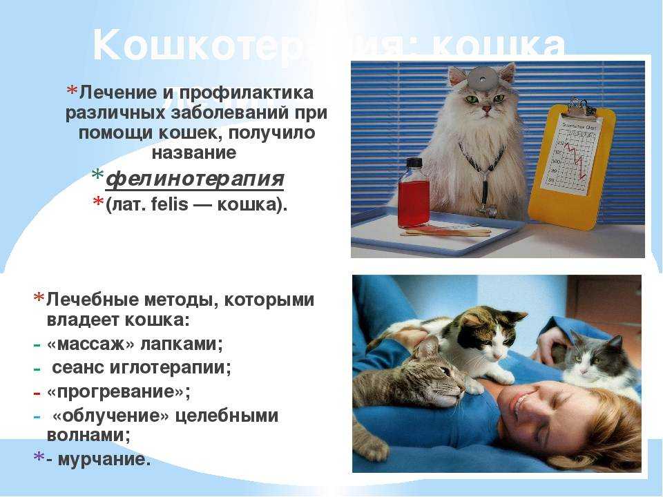 Фелинотерапия: от чего и как лечат кошки? | животные | школажизни.ру