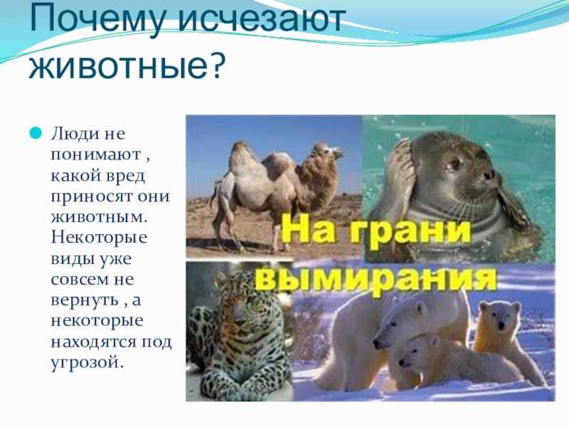 Живые ископаемые: 10 древних животных, живущих в наше время