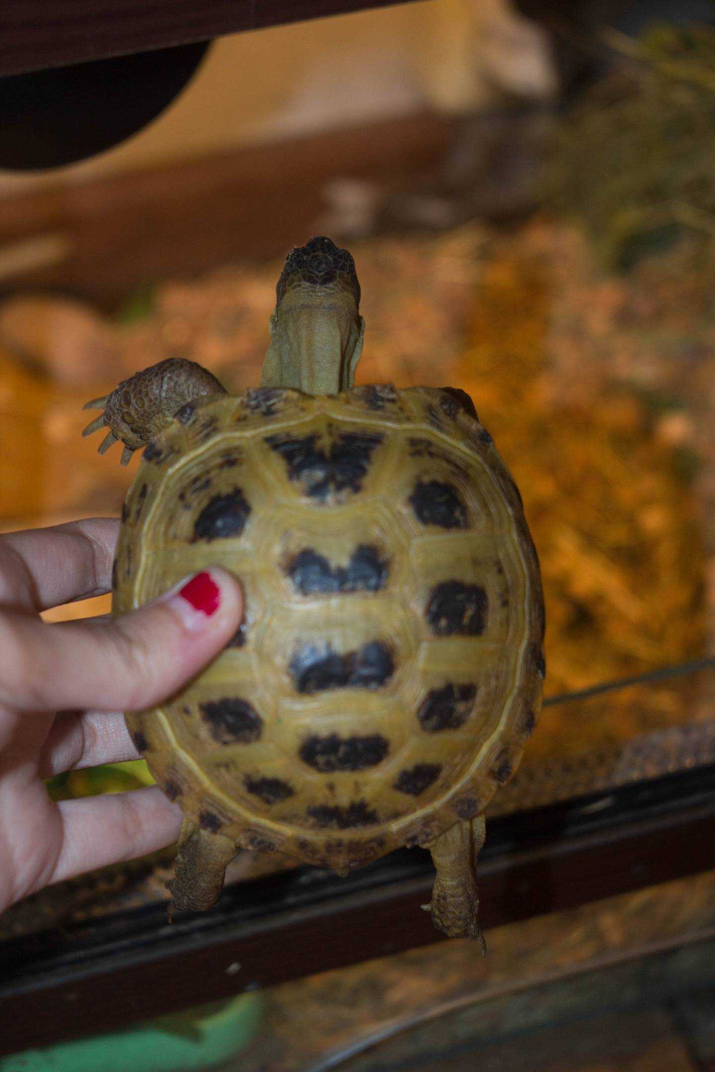 Содержание желтоухой черепахи в домашних условиях, питание, уход