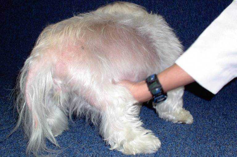 Мокнущая экзема у собак: лечение, помощь и профилактика