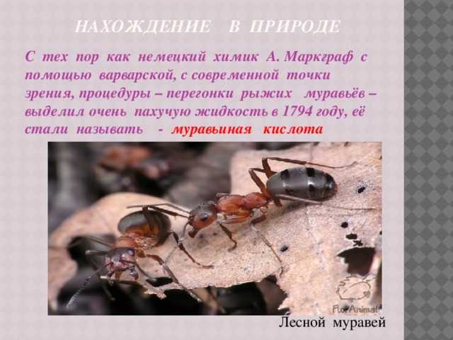 Все виды муравьев россии и мира - какие обитают в муравейнике - сайт о вредителях и методах борьбы с насекомыми-паразитами