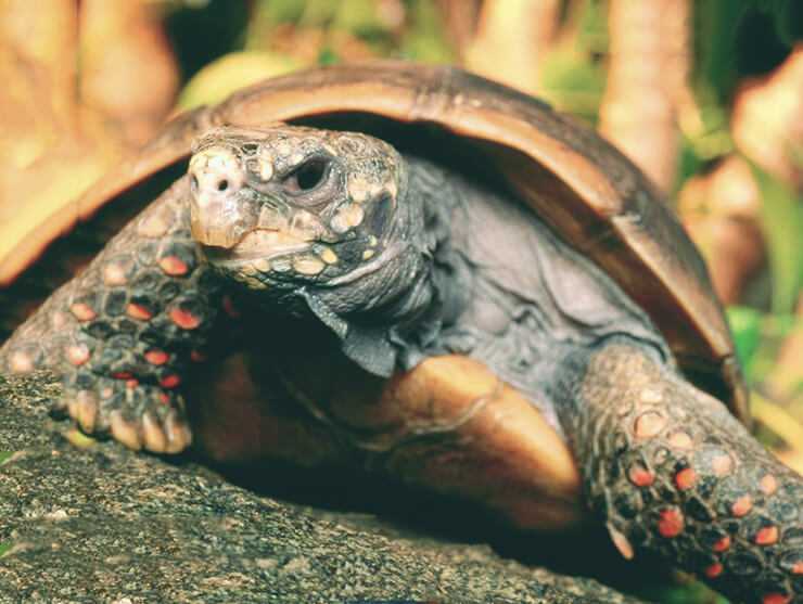 Как содержать болотную черепаху в домашних условиях