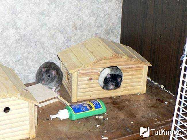 Домик для крысы: выбор, предназначение и создание своими руками