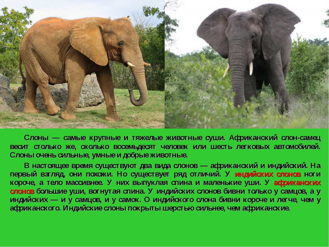Слон животное. образ жизни и среда обитания слона | животный мир