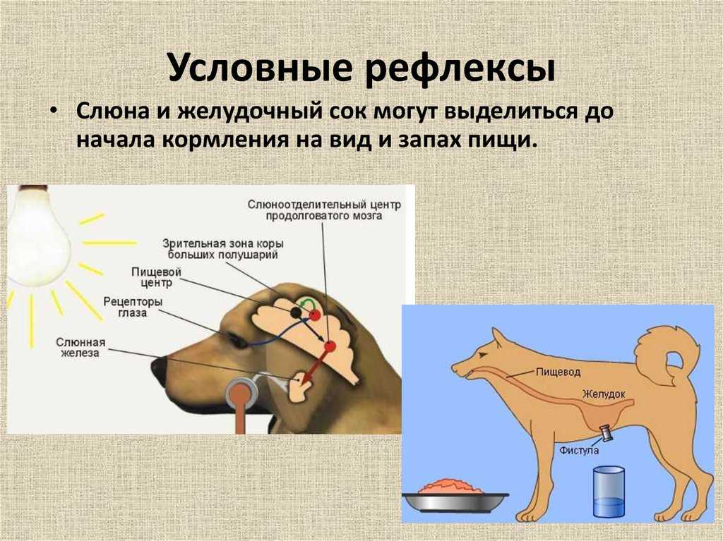 Что такое рефлексы и какие они бывают: полный обзор
