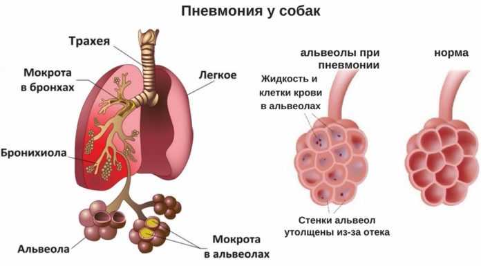 Болезни легких [1958 - - болезни собак (незаразные)]