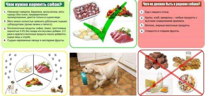 Какие овощи можно давать собакам?