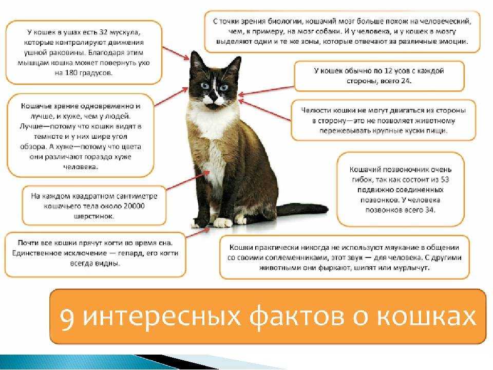 Кошка прячется в темные места: выясняем причины