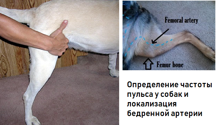 Как измерить пульс собаки: 9 шагов (с иллюстрациями)