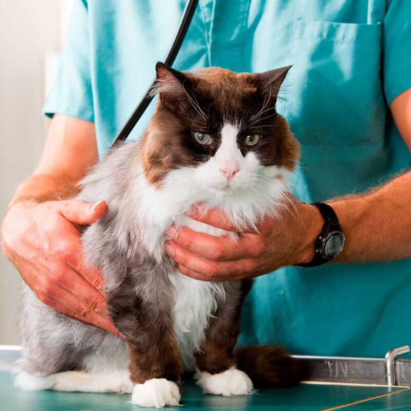 Как уменьшить стресс кошки от визита к ветеринару