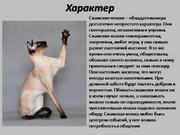Тотемное животное — узнаём своего зверя по дате рождения онлайн