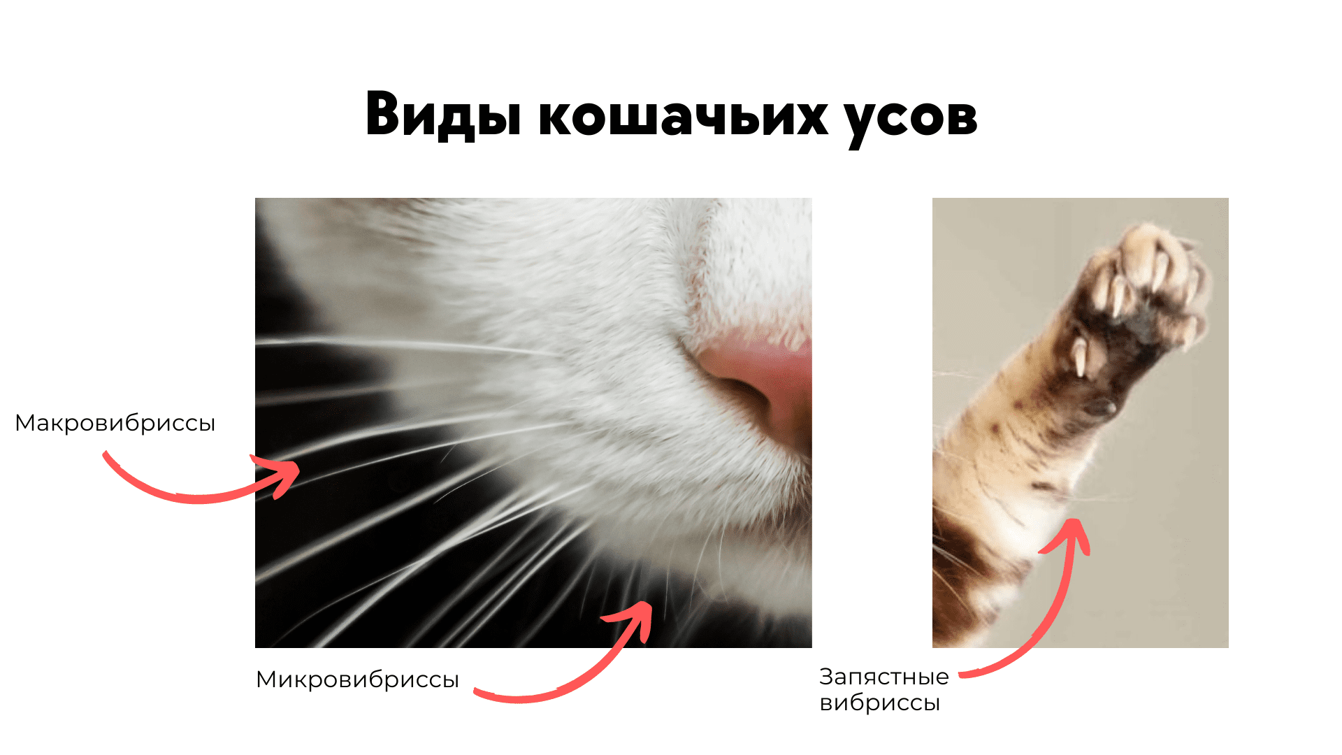 Язва на губе у кошки