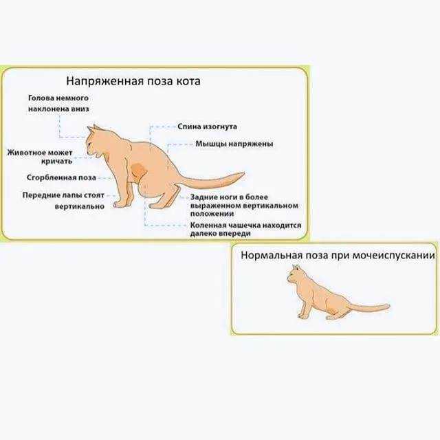 Острая задержка мочи у кошек