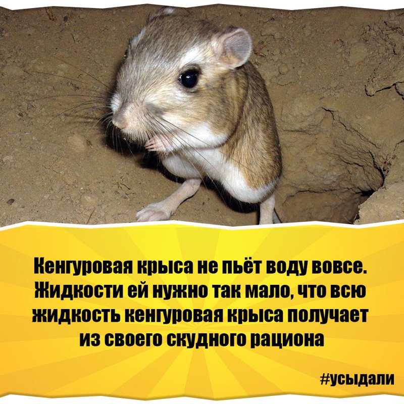 10 фактов о поведении животных, которые вы не найдёте в учебнике по биологии