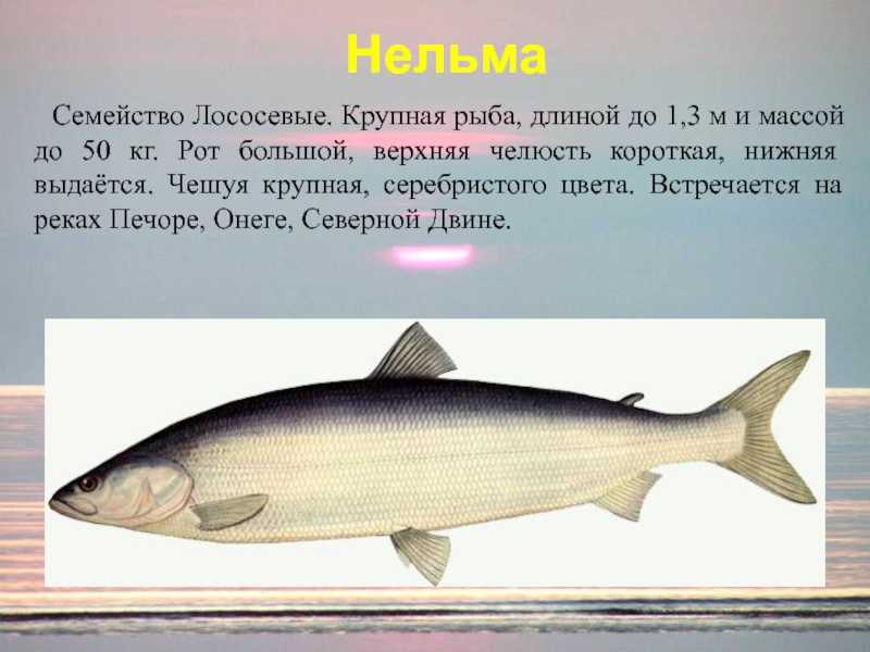Нельма - Рыба сибири
