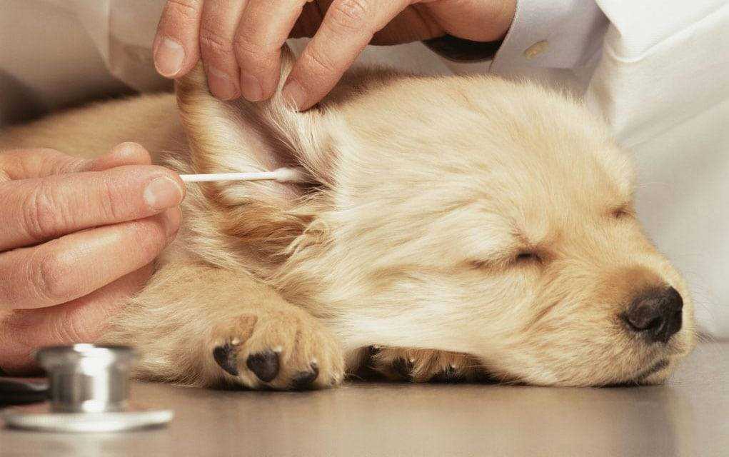 Ушной клещ у собак: симптомы, лечение, профилактика