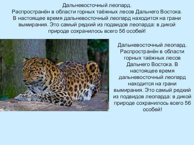 Гарна: описание, фото, ареал и среда обитания, питание, хищничество