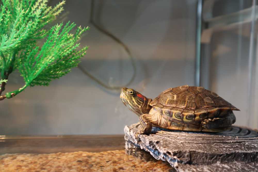 Сухопутная черепаха | домашние животные