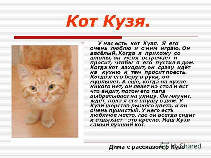 Календарь развития котенка