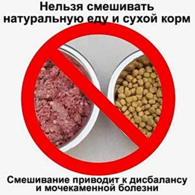 Щенок ест кошачий корм: можно или нельзя | звери дома