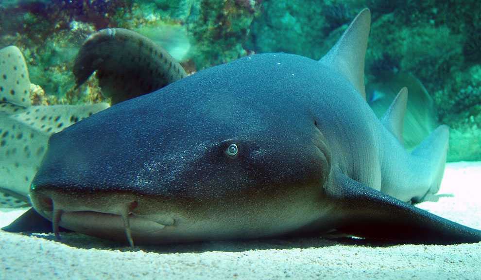 Акула нянька. образ жизни и среда обитания акулы няньки | животный мир