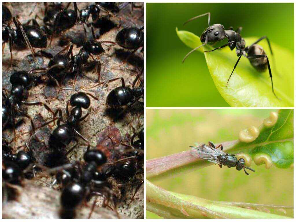8 возможно ли рабство среди муравьев?