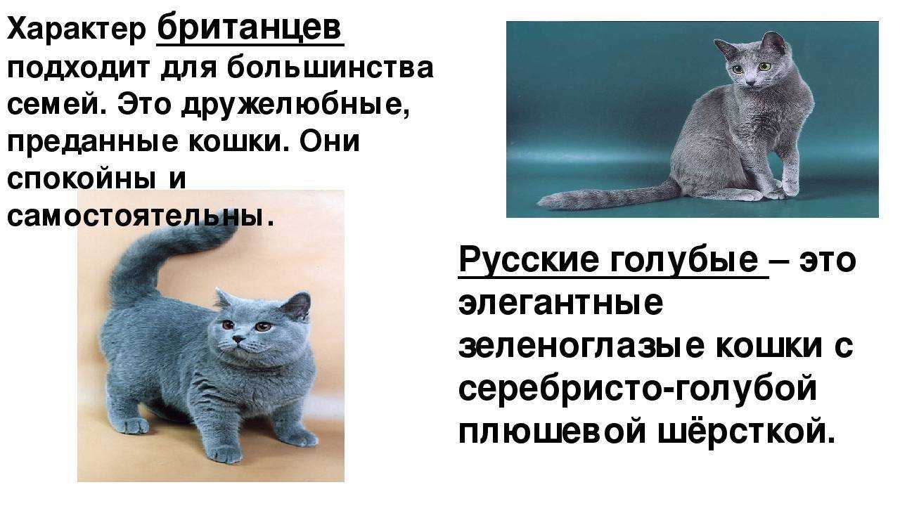 Британская порода кошек с фото, британская короткошерстная кошка, характер и описание породы