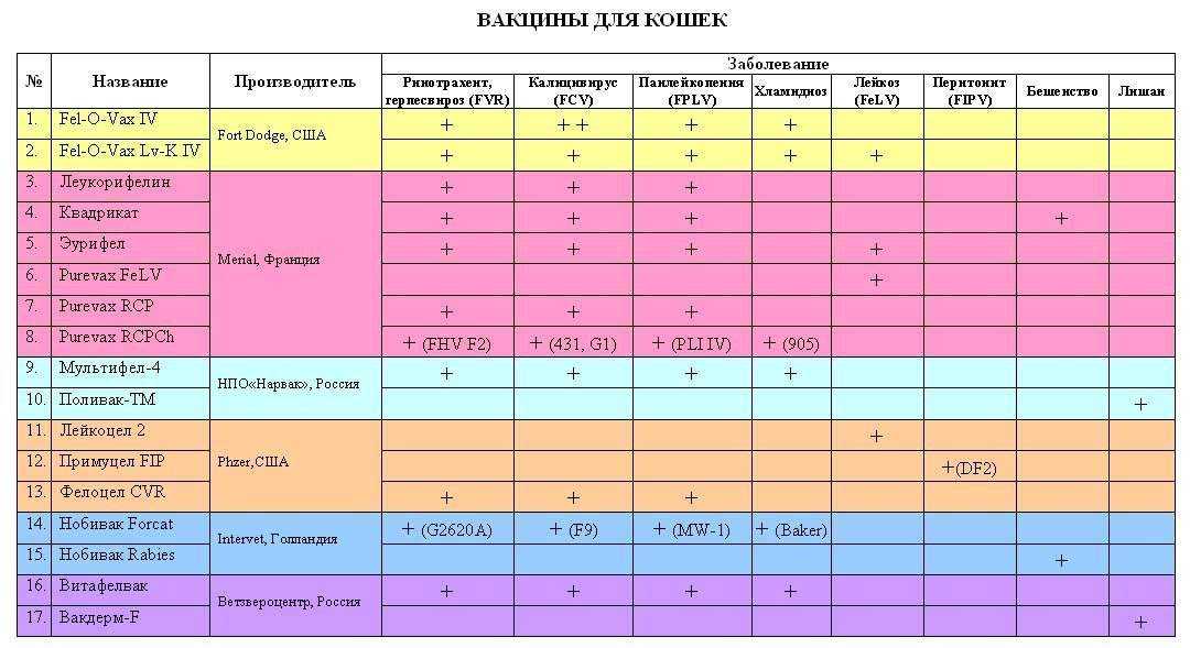 Вакцинация кошек: когда делать, подготовка, правила
