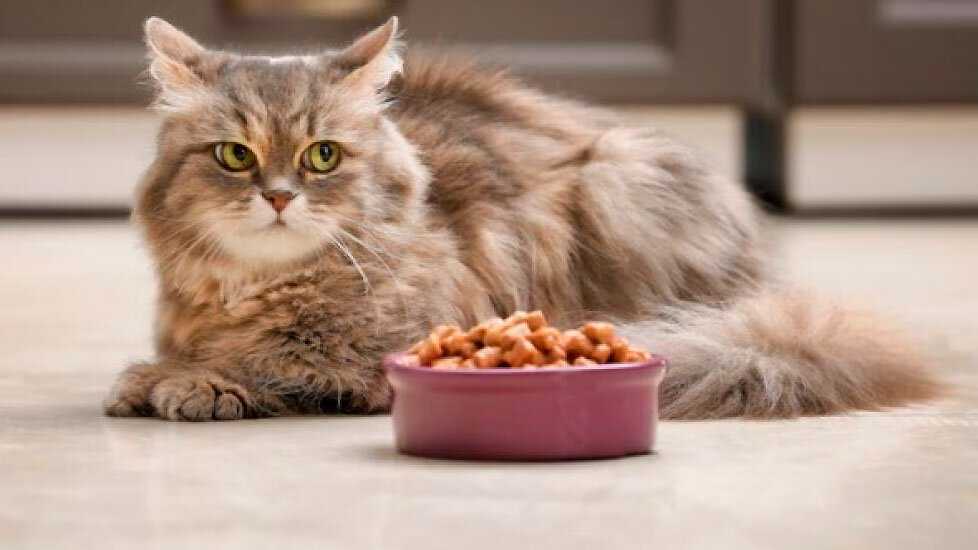 Едят ли кошки мышей и почему