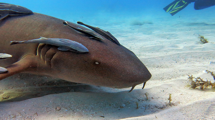 Фото бычьей акулы вызывает ощущение оцепенения и страха