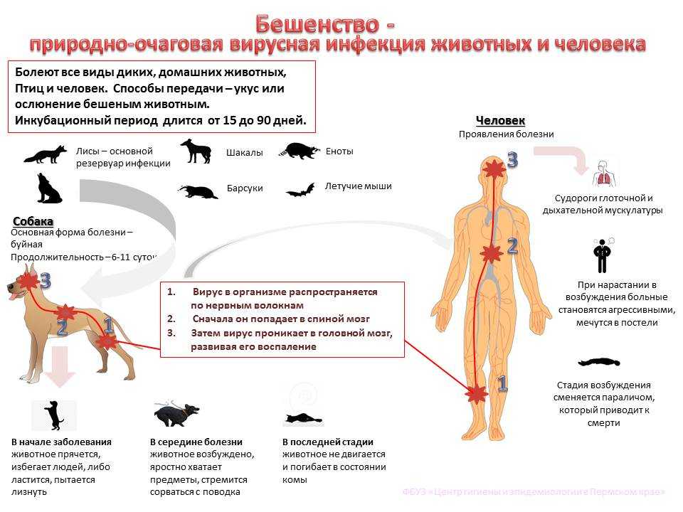 Бешенство у кошек: признаки и диагностика