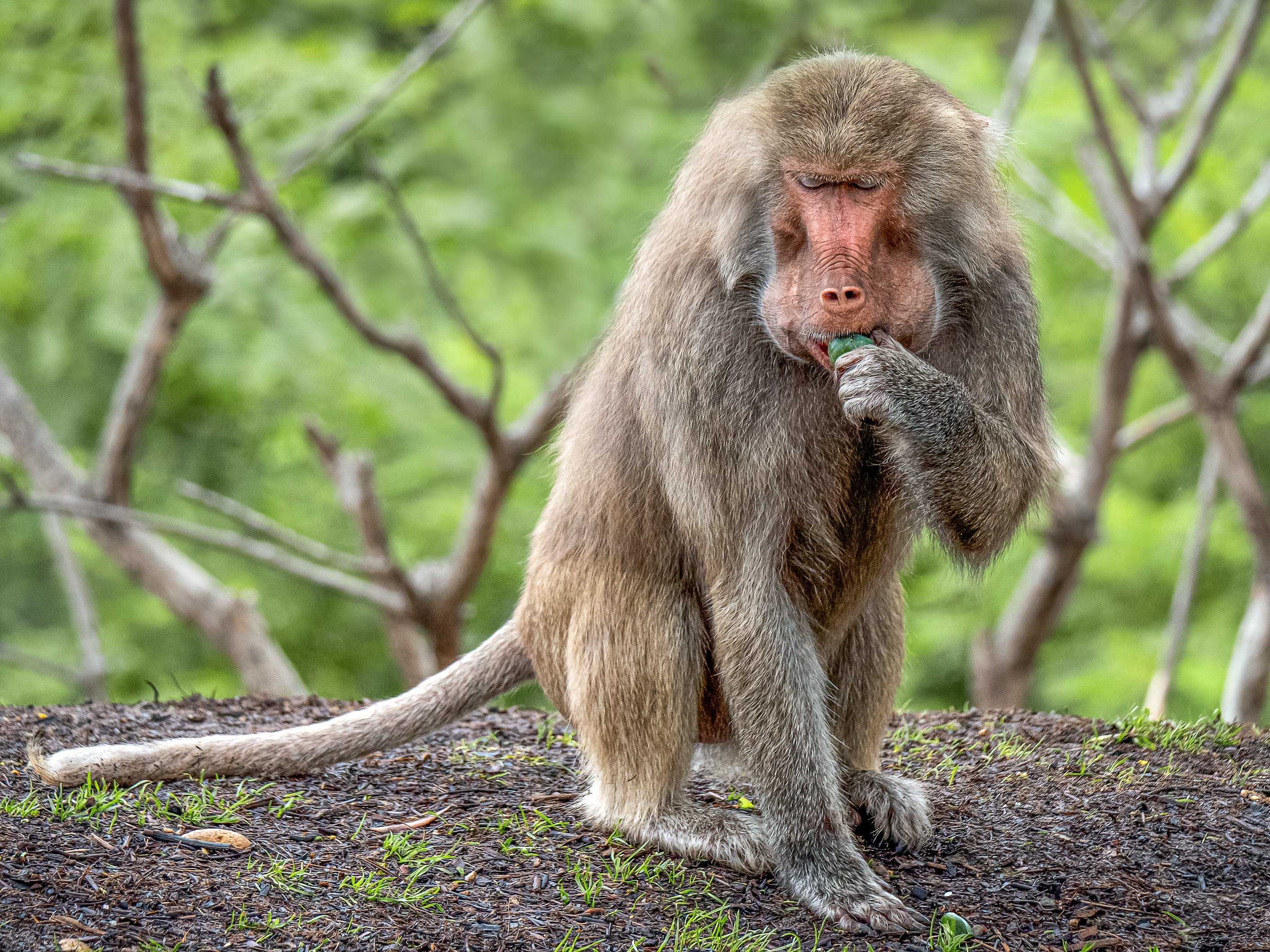 Виды обезьян, их особенности, описание и названия