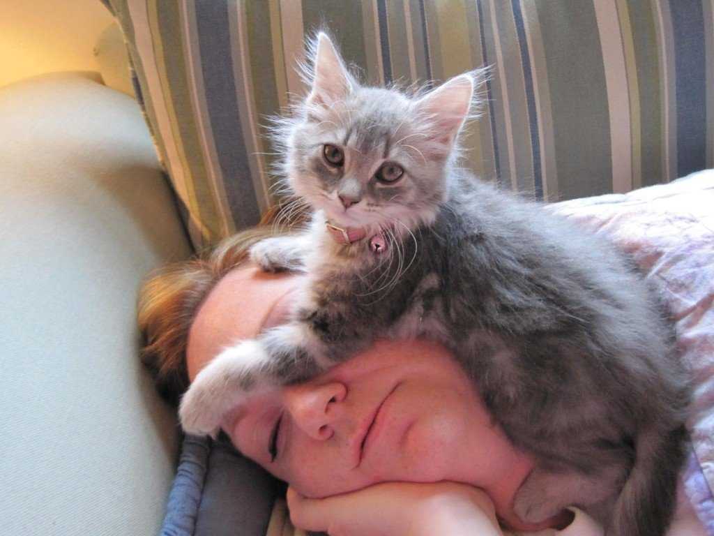 Почему кошки любят спать на людях – pet-mir.ru