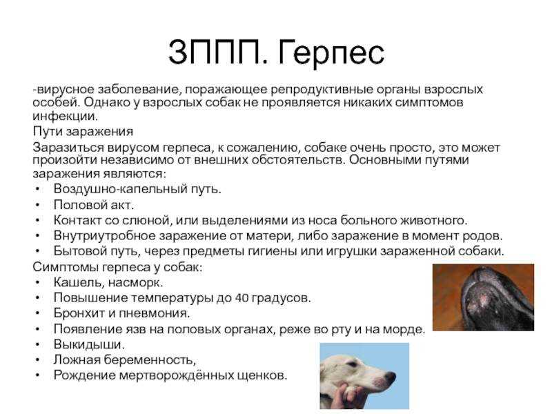 Взрослые животные при хорошем иммунитете хорошо переносят заболевания вирусом герпеса, а вот для новорожденных щенков инфицирование, в подавляющем большинстве случаев, заканчивается летальным исходом