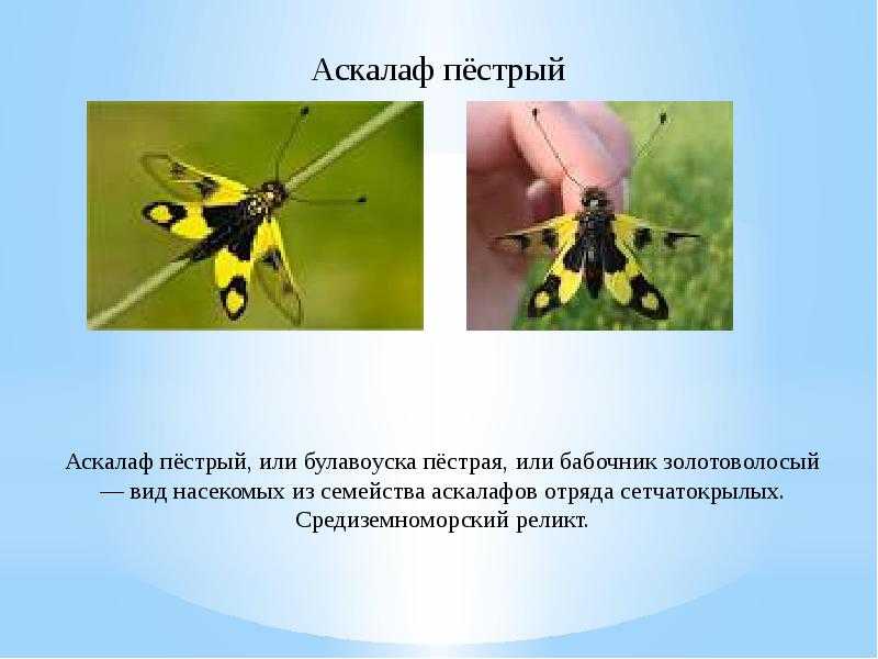 Отряды жесткокрылые, чешуекрылые, двукрылые 7 класс онлайн-подготовка на ростелеком лицей | тренажеры и разбор заданий