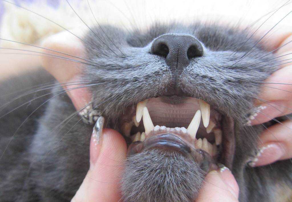 Если у кошки опухла нижняя губа: причины и лечение