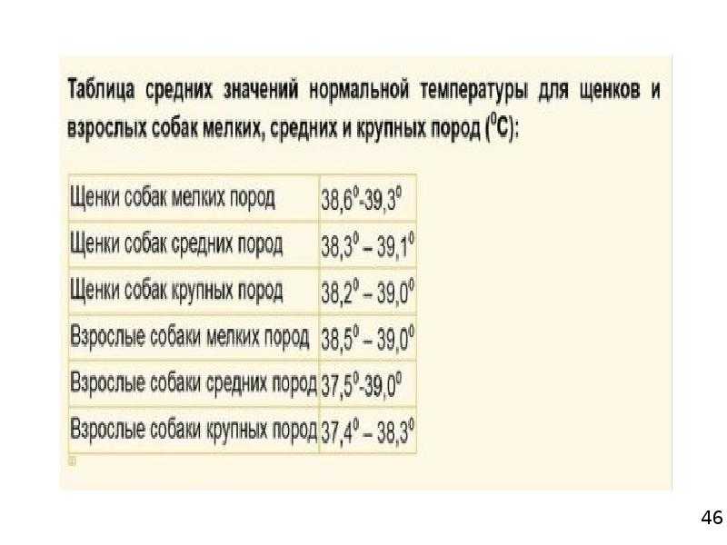 Какой у собаки должен быть нос: сухой или мокрый, сухой и тёплый?