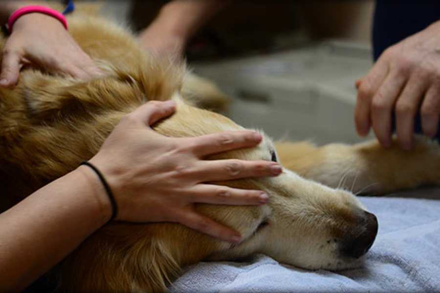 Усыпление собак – ритуальные услуги