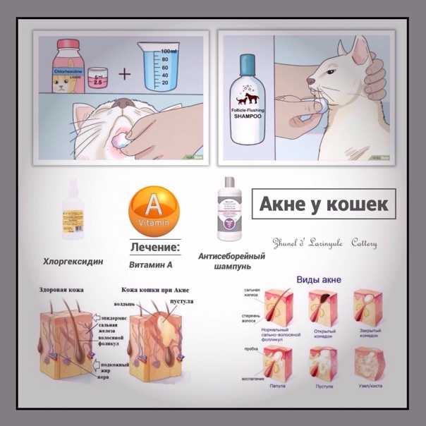 Акне у кошек: как выглядит, чем обрабатывать - zoosecrets