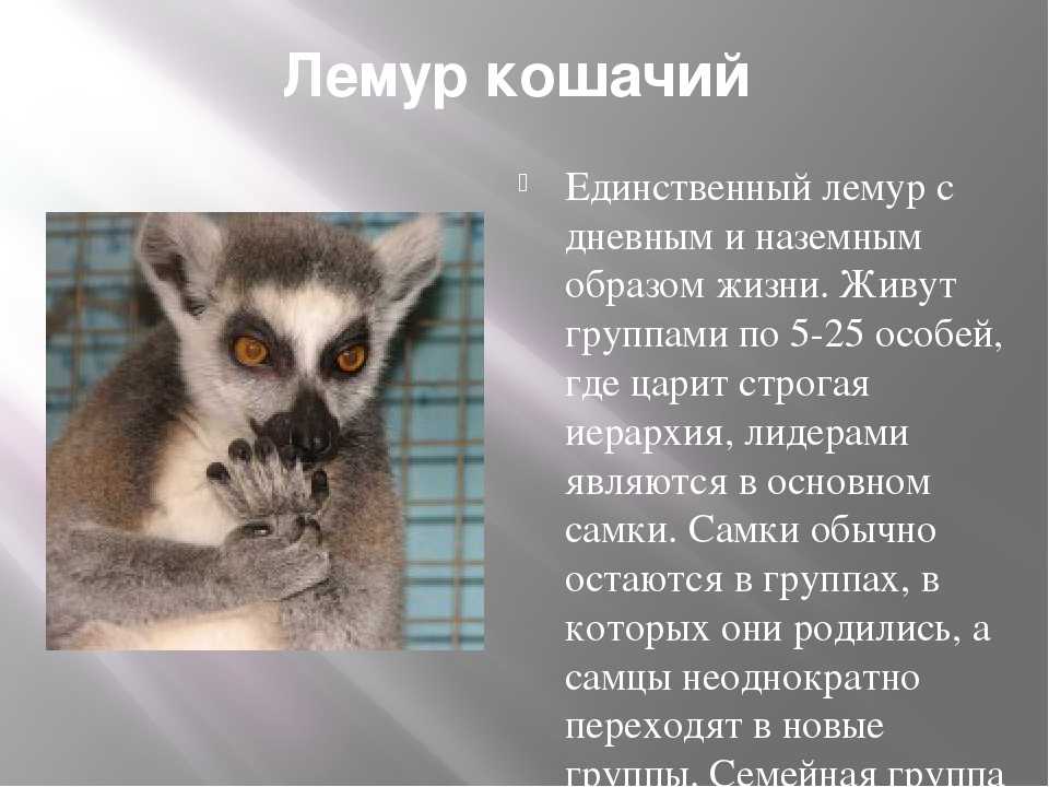 Лемур - 110 фото самого знаменитого обитателя мадагаскара