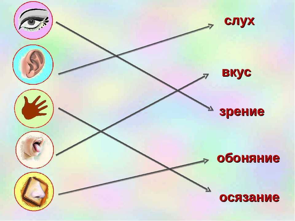 Уникальный кошачий нос