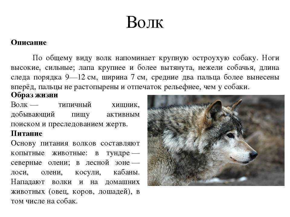 Койот