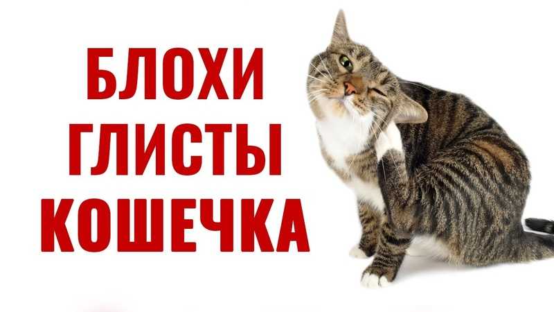 Как вывести блох у кошки или кота в домашних условиях, чем избавиться от паразитов у котенка, откуда они берутся у животного, фото
