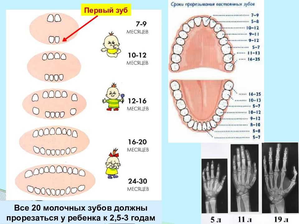 Когда меняются зубы у котят: особенности смены зубов у разных пород | ваши питомцы